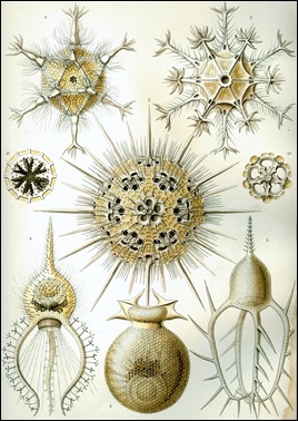 Ilustración de Ernst Haeckel